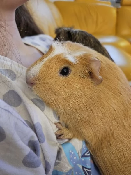  Regalo 4 porcellini d’India in adozione – 2 femmine e 2 maschi  | Foto 0