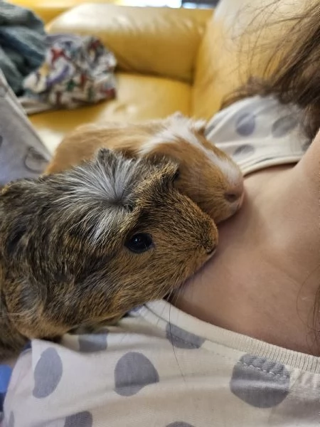  Regalo 4 porcellini d’India in adozione – 2 femmine e 2 maschi 