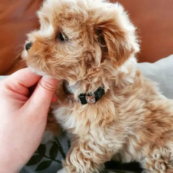 Cuccioli di Maltipoo