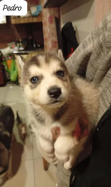 Cuccioli di husky  | Foto 4