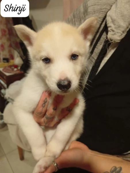 Cuccioli di husky  | Foto 0
