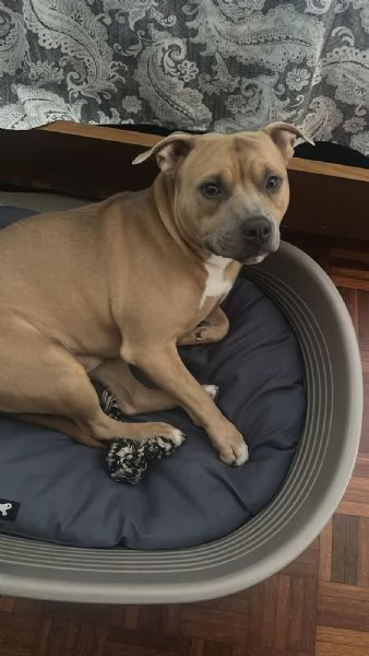 Regalo Pitbull di 2 anni a malincuore per problemi di salute del proprietario 