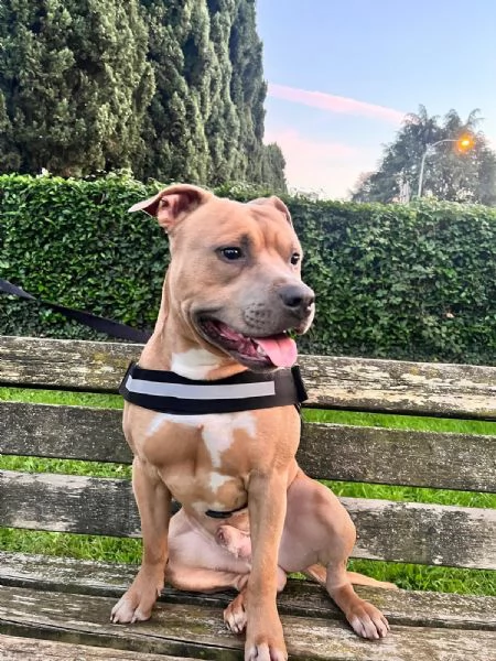 Regalo Pitbull di 2 anni a malincuore per problemi di salute del proprietario  | Foto 0