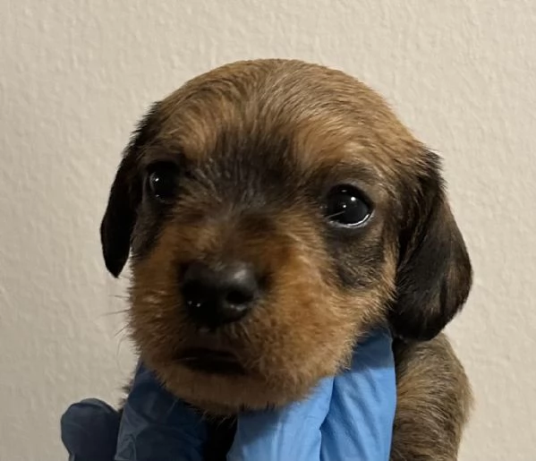 BASSOTTO PELO DURO CUCCIOLI | Foto 3