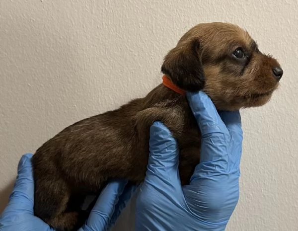 BASSOTTO PELO DURO CUCCIOLI | Foto 2