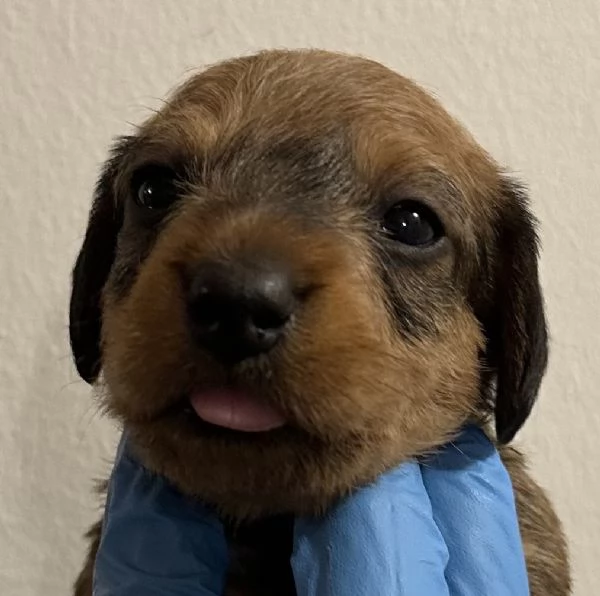 BASSOTTO PELO DURO CUCCIOLI | Foto 1