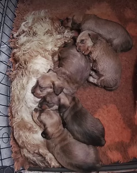 BASSOTTO PELO DURO CUCCIOLI