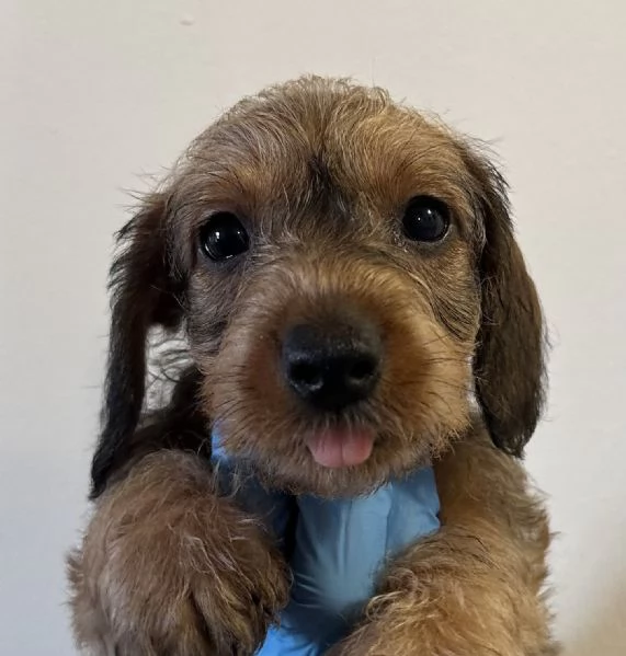 bassotto pelo duro cuccioli | Foto 6