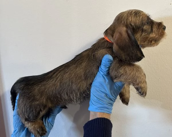 bassotto pelo duro cuccioli | Foto 5