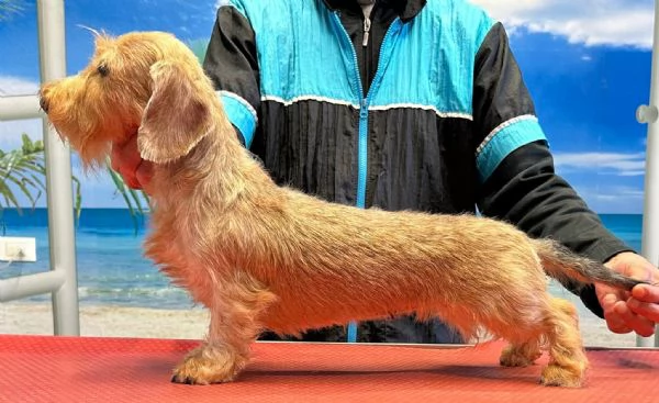 bassotto pelo duro cuccioli | Foto 3