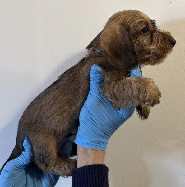 bassotto pelo duro cuccioli | Foto 1