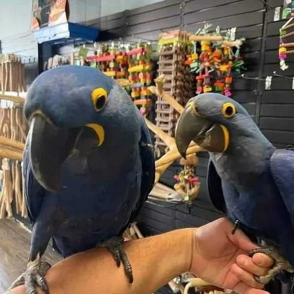 PAREJA DE GUACAMAYOS AZULES EN ADOPCIÓN
