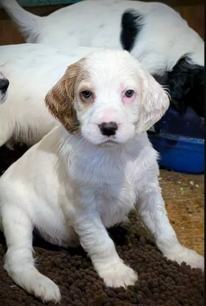Cuccioli di English Setter disponibili – cercano famiglie amorevoli