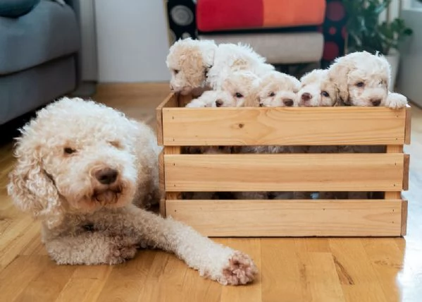 Cuccioli di Lagotto Romagnolo disponibili – cercano famiglie amorevoli