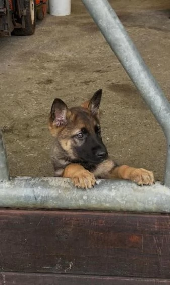 Cuccioli di pastore tedesco disponibili | Foto 3