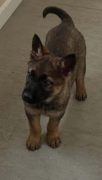 Cuccioli di pastore tedesco disponibili | Foto 0