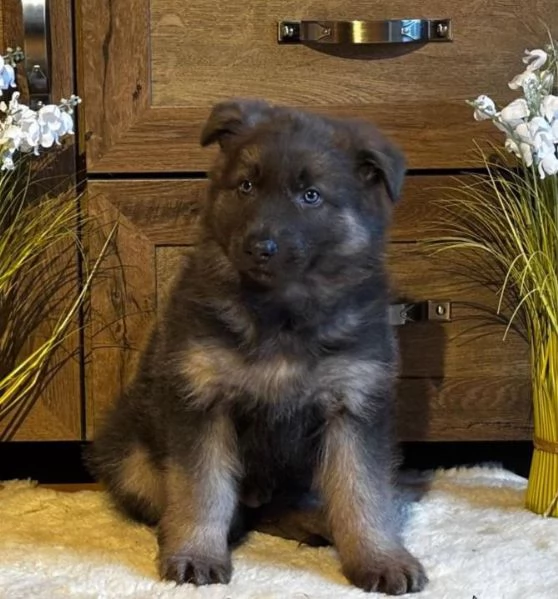 Adorabili cuccioli di Pastore Tedesco. | Foto 3