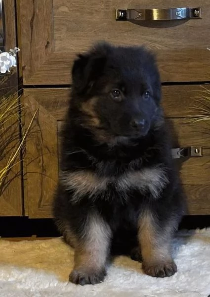 Adorabili cuccioli di Pastore Tedesco. | Foto 2