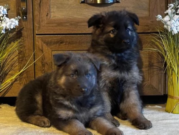 Adorabili cuccioli di Pastore Tedesco. | Foto 0