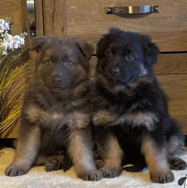 Adorabili cuccioli di Pastore Tedesco.