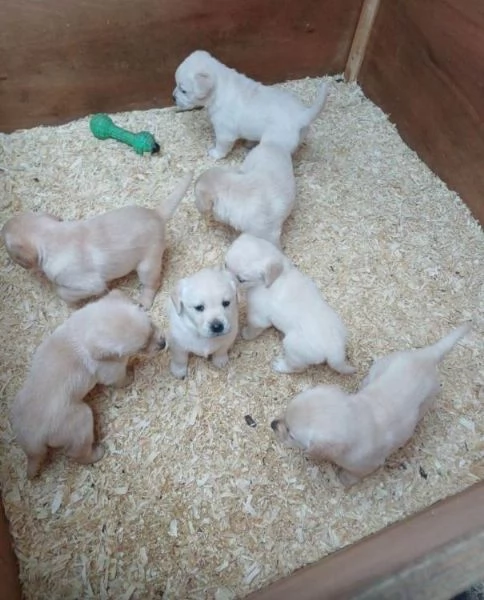 Cuccioli di Golden Retriever disponibili