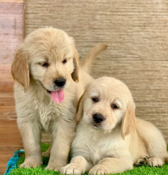 Cuccioli di Golden Retriever disponibili
