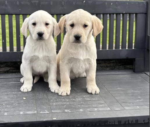 Cuccioli di Golden Retriever disponibili | Foto 2