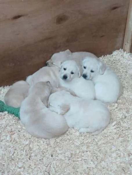 Cuccioli di Golden Retriever disponibili | Foto 1