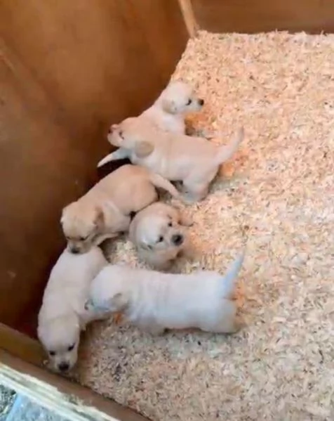 Cuccioli di Golden Retriever disponibili | Foto 0