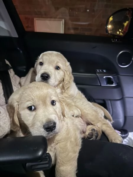 Cuccioli di Golden Retriever pronti per una nuova casa | Foto 0