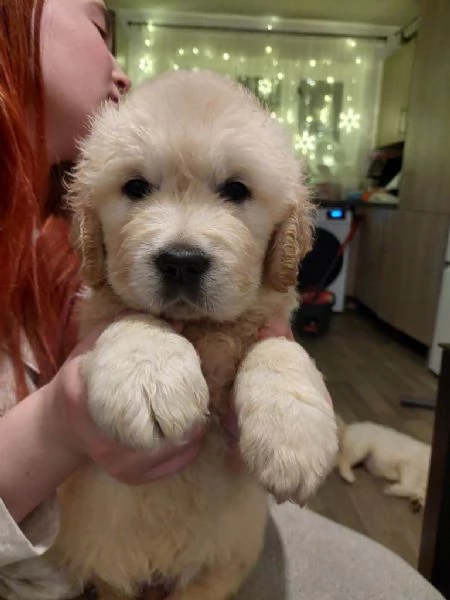 Cuccioli di golden retriever registrati | Foto 0