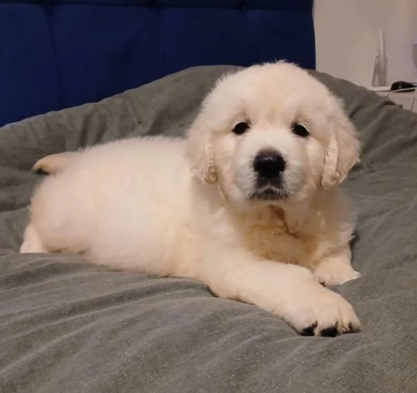 Cuccioli di golden retriever registrati