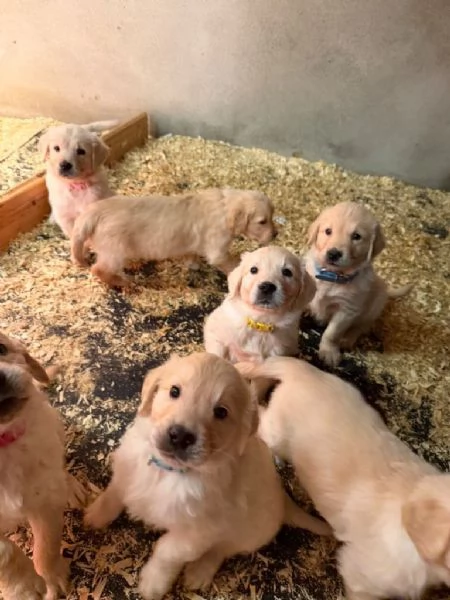 I cuccioli di Golden Retriever hanno bisogno di una nuova casa | Foto 0