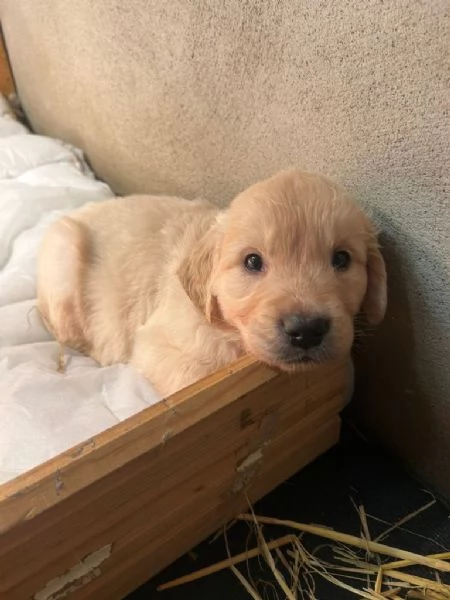 I cuccioli di Golden Retriever hanno bisogno di una nuova casa