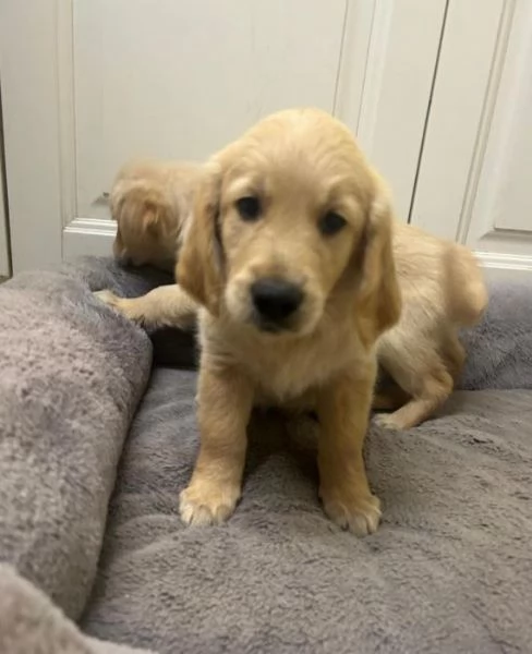Bellissimi cuccioli di Golden Retriever registrati | Foto 2