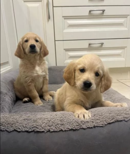 Bellissimi cuccioli di Golden Retriever registrati