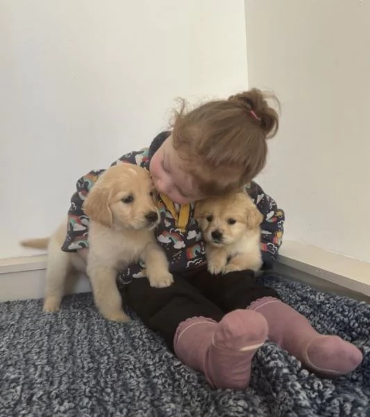 Sono disponibili cuccioli di Golden Retriever giocherelloni | Foto 1