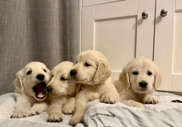 Cuccioli di Golden Retriever ora disponibili | Foto 3