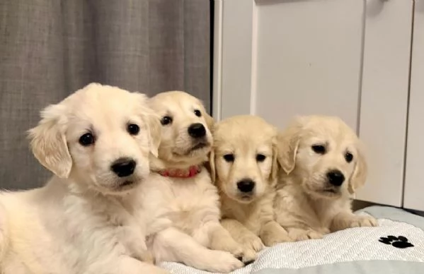 Cuccioli di Golden Retriever ora disponibili | Foto 2