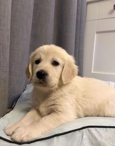 Cuccioli di Golden Retriever ora disponibili