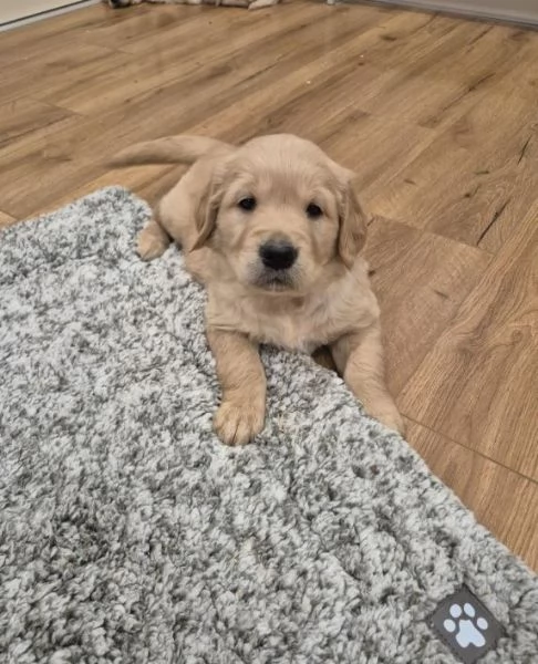 Cuccioli di Golden Retriever in vendita