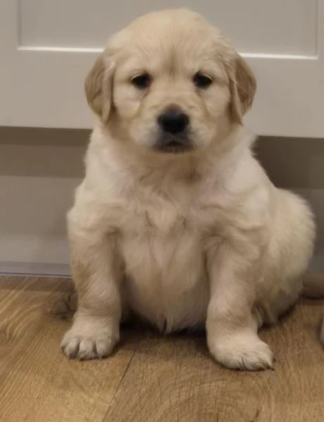 Cuccioli di Golden Retriever in vendita | Foto 0