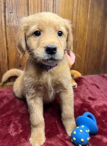 CUCCIOLI DI GOLDEN RETRIEVER PRONTI PER ANDARE A CASA | Foto 3