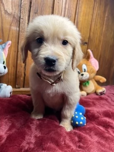 CUCCIOLI DI GOLDEN RETRIEVER PRONTI PER ANDARE A CASA | Foto 1