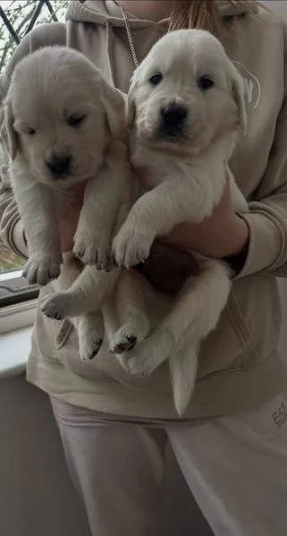 Disponibili adorabili cuccioli di Golden Retriever | Foto 1
