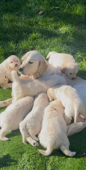 Disponibili adorabili cuccioli di Golden Retriever