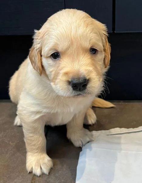 Cuccioli di Golden Retriever testati per la salute | Foto 4