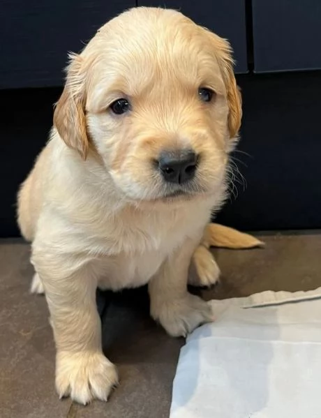 Cuccioli di Golden Retriever testati per la salute | Foto 2