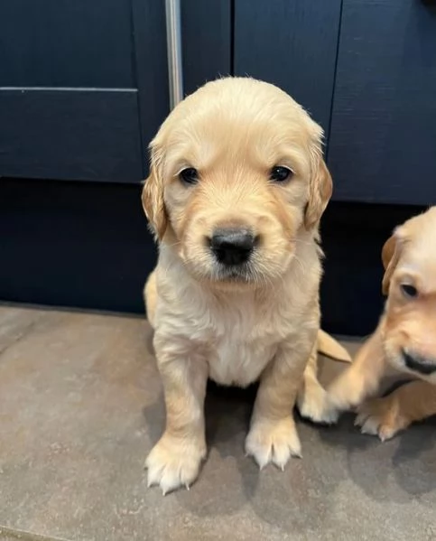 Cuccioli di Golden Retriever testati per la salute | Foto 1