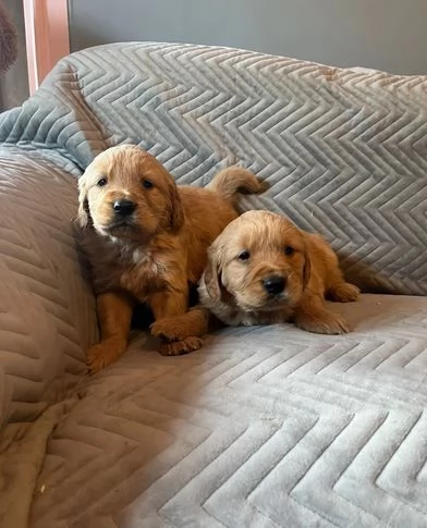 Cuccioli di golden retriever di alta qualit&agrave; | Foto 2
